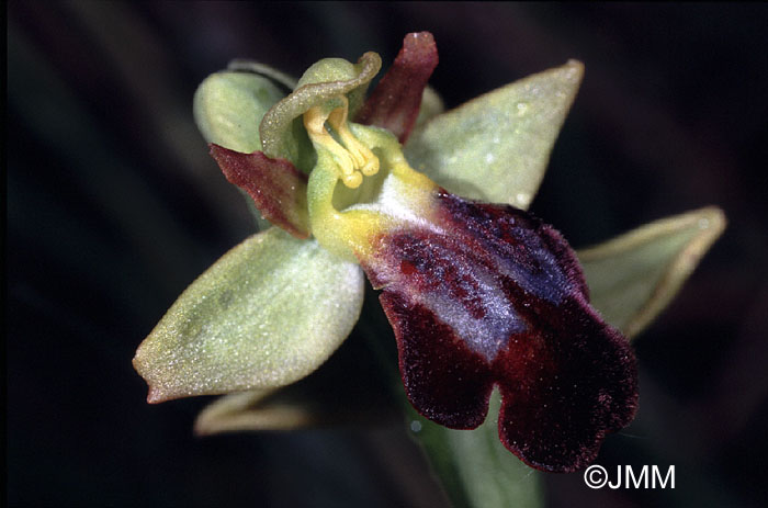 Ophrys arnoldii