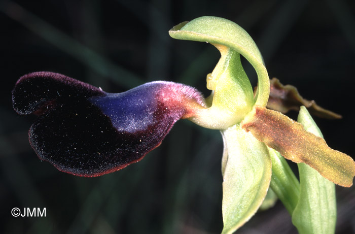 Ophrys atlantica