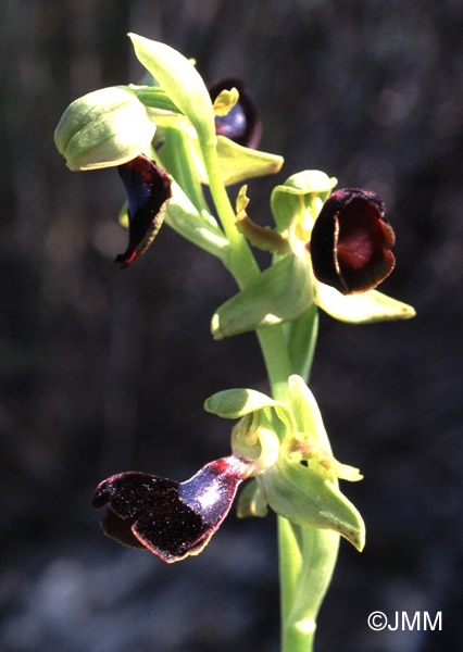 Ophrys atlantica