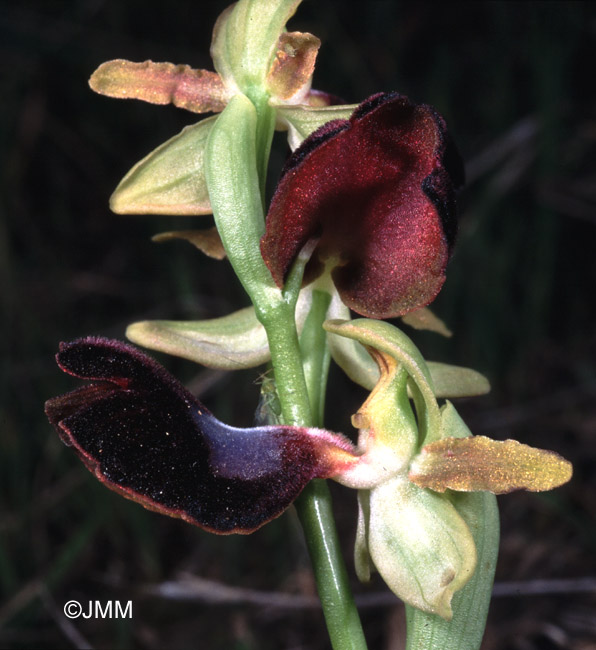 Ophrys atlantica