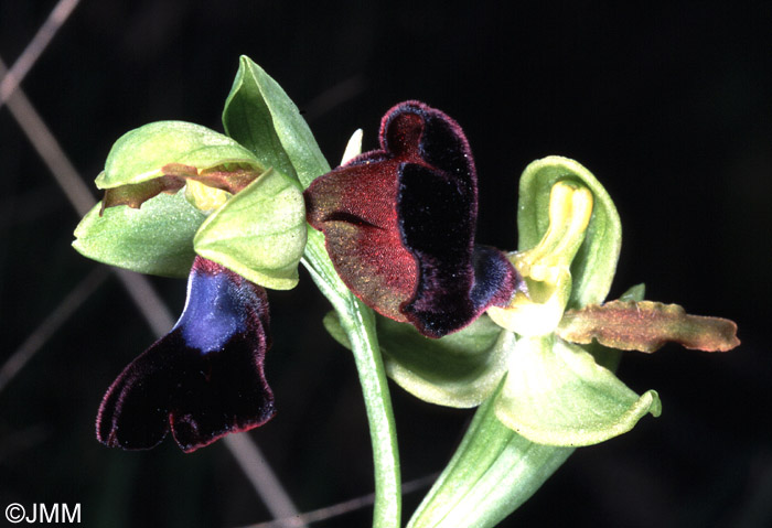 Ophrys atlantica