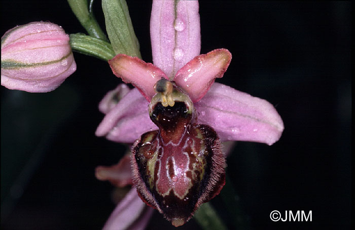 Ophrys vitorica