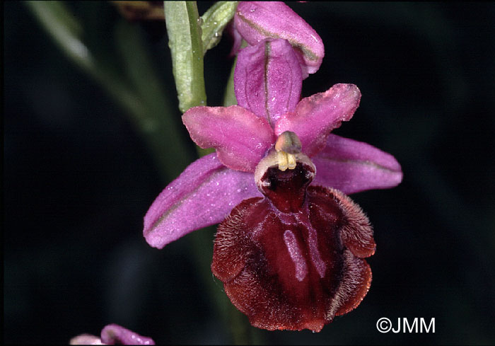 Ophrys vitorica