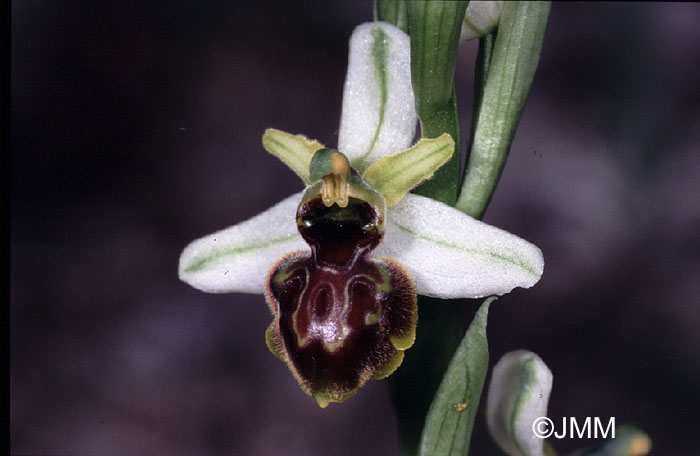 Ophrys castellana