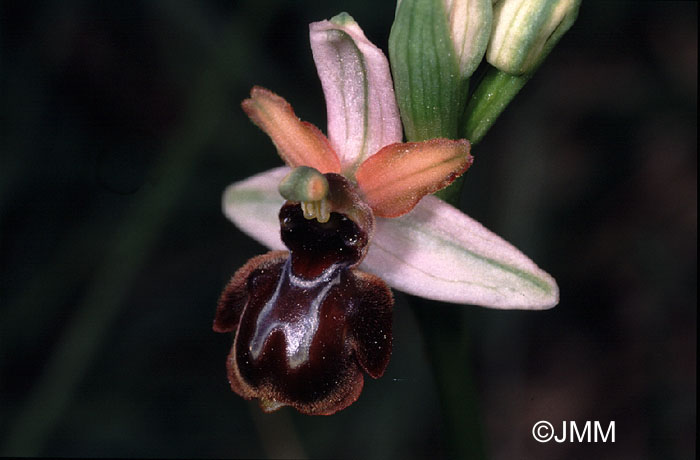 Ophrys castellana