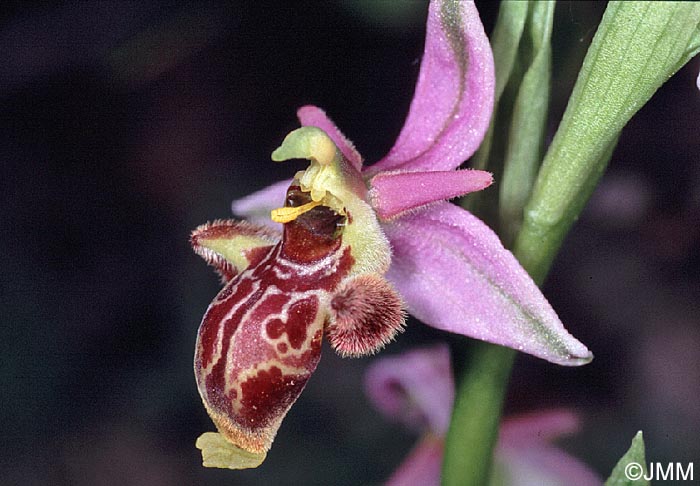 Ophrys corbariensis