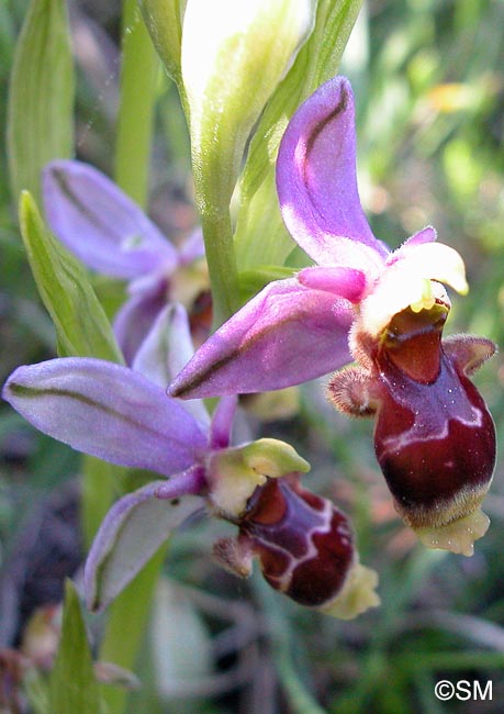 Ophrys corbariensis