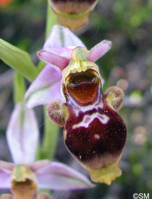 Ophrys corbariensis
