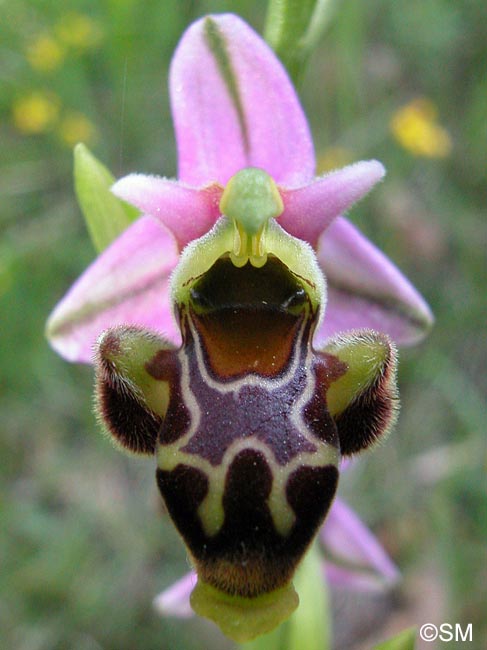 Ophrys corbariensis