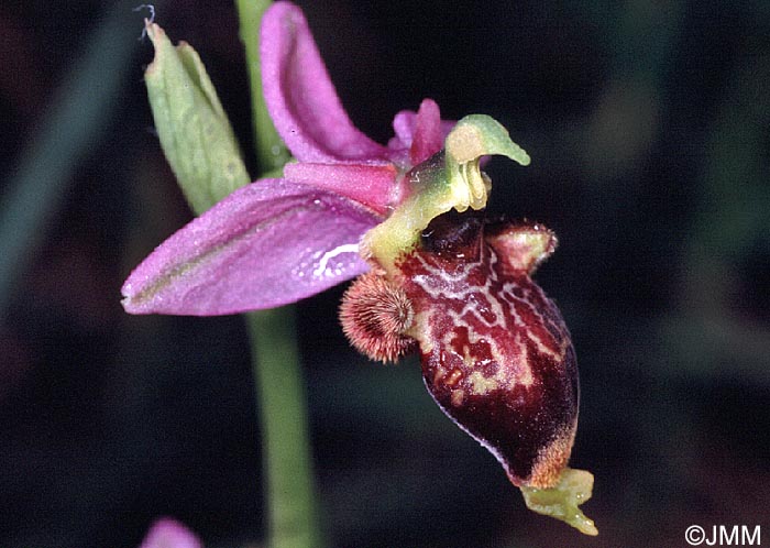 Ophrys corbariensis