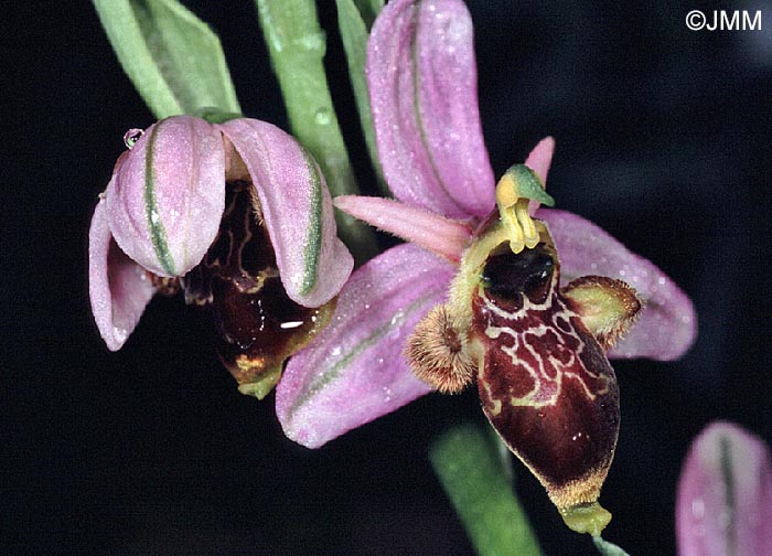 Ophrys corbariensis