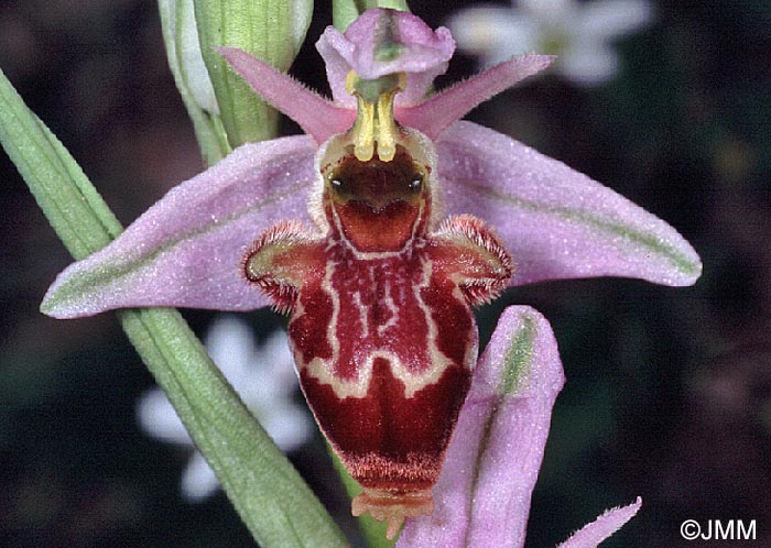 Ophrys corbariensis