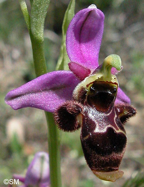 Ophrys corbariensis