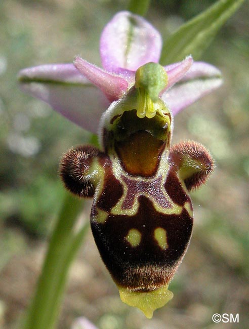 Ophrys corbariensis