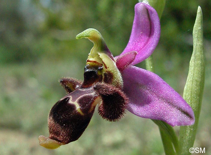 Ophrys corbariensis