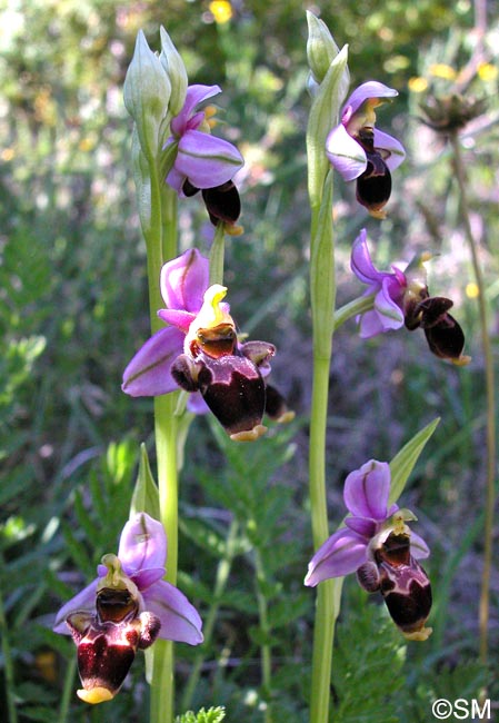 Ophrys corbariensis