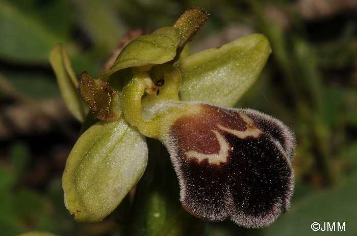 Ophrys dyris