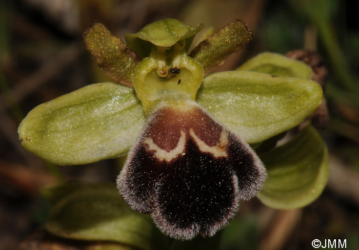 Ophrys dyris