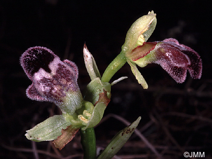 Ophrys dyris