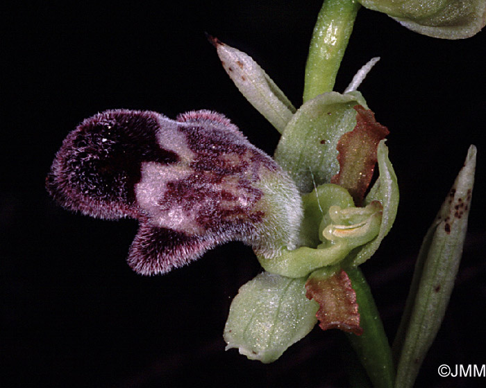 Ophrys dyris