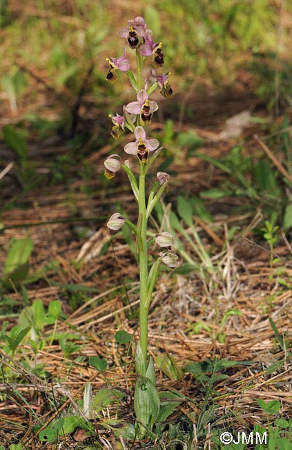 Ophrys ficalhoana