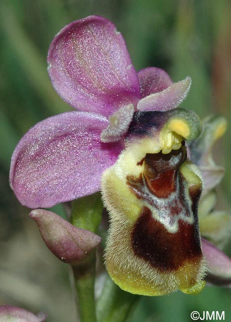 Ophrys ficalhoana