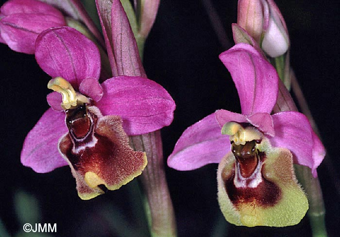 Ophrys ficalhoana