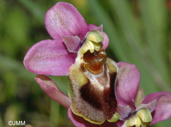 Ophrys ficalhoana