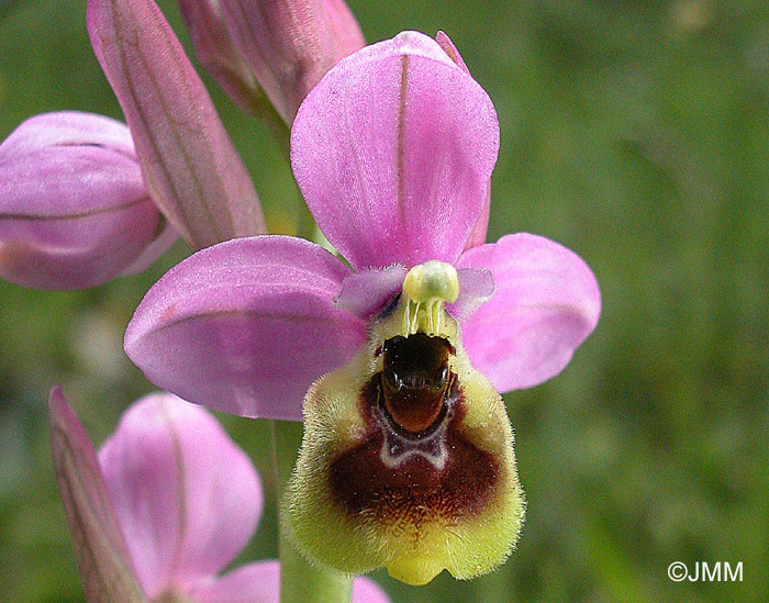 Ophrys ficalhoana