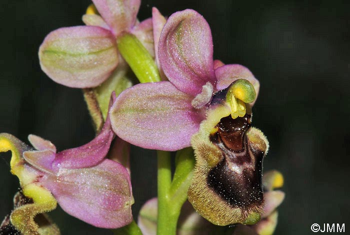 Ophrys ficalhoana