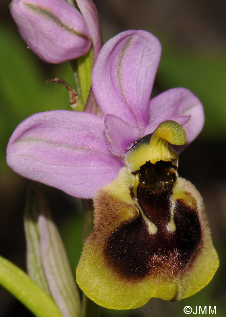 Ophrys ficalhoana