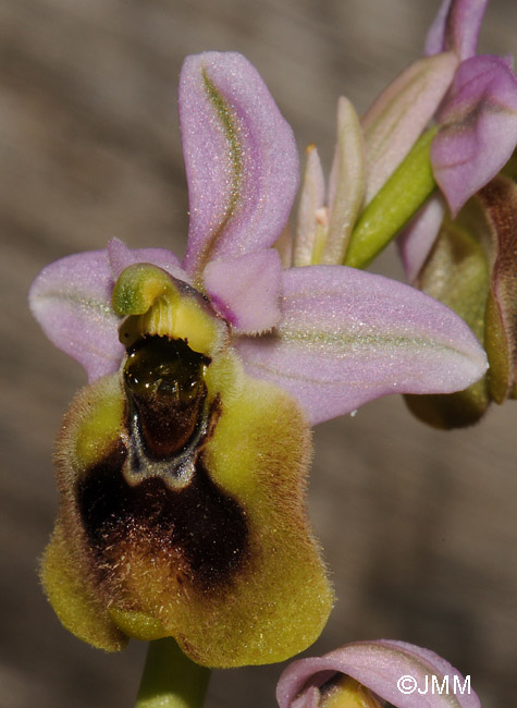 Ophrys ficalhoana