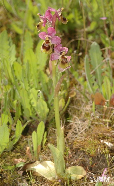 Ophrys ficalhoana