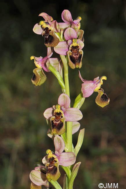 Ophrys ficalhoana