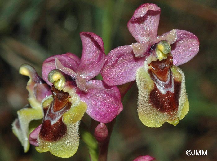 Ophrys ficalhoana