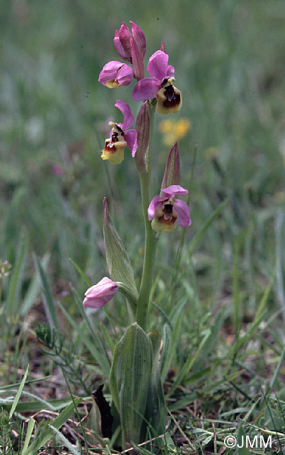 Ophrys ficalhoana