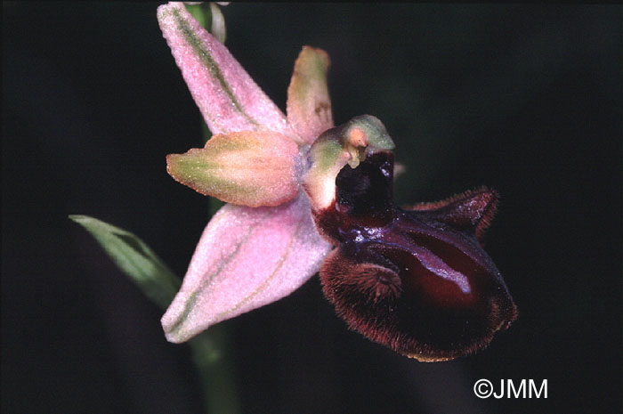 Ophrys incubacea var. dianensis