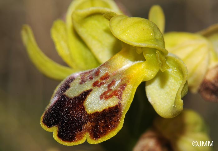 Ophrys lucentina