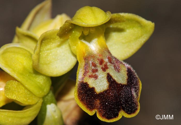 Ophrys lucentina