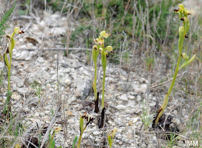 Ophrys lucentina