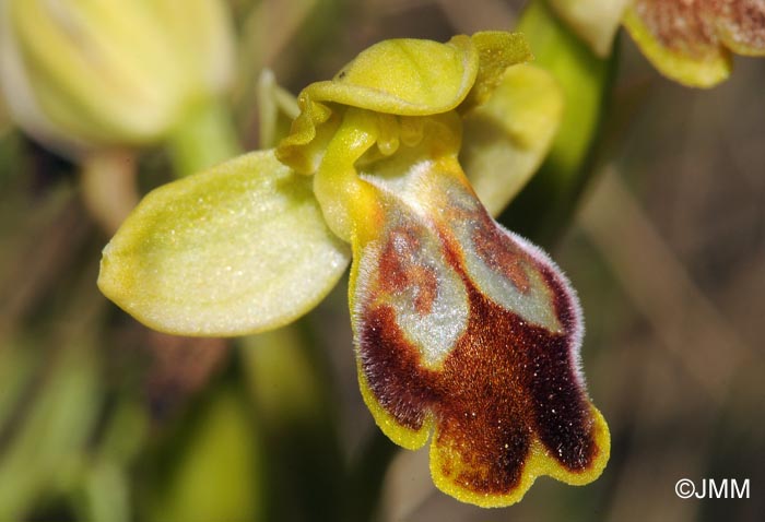 Ophrys lucentina