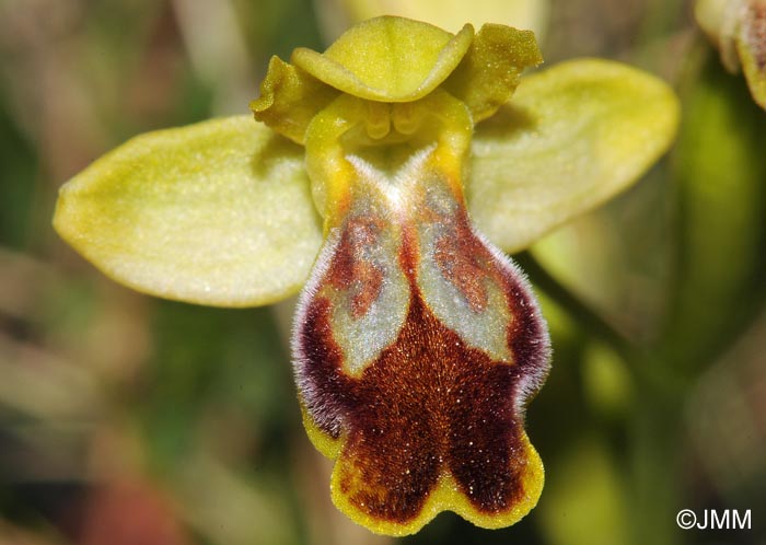 Ophrys lucentina