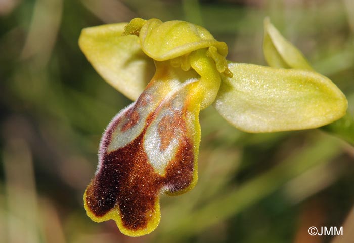 Ophrys lucentina