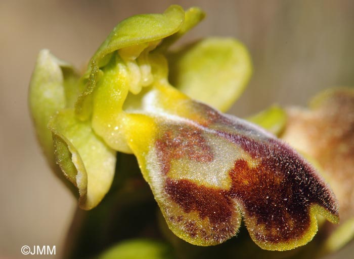 Ophrys lucentina