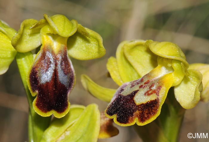 Ophrys lucentina