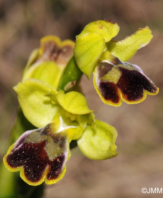 Ophrys lucentina