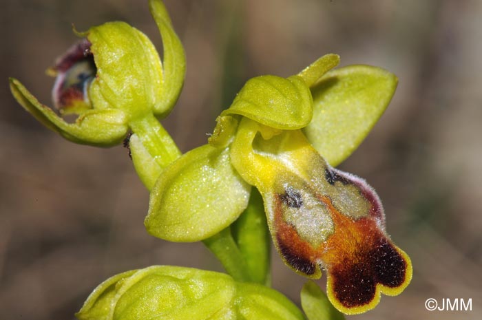 Ophrys lucentina