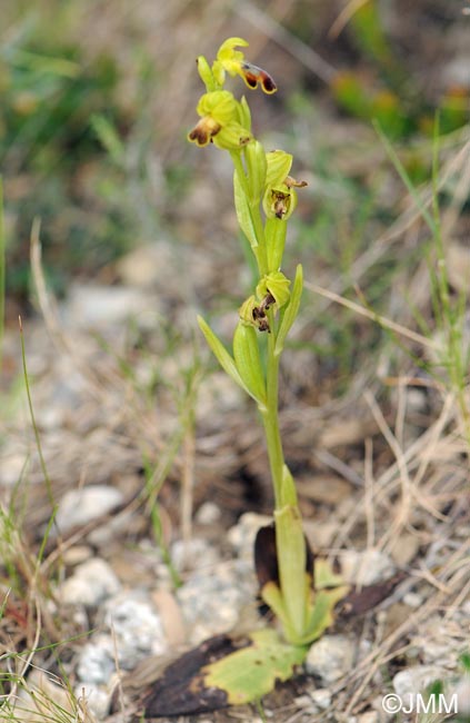 Ophrys lucentina