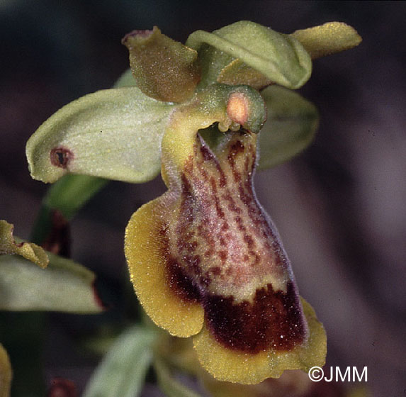 Ophrys lutea x riojana.jpg (74628 octets)