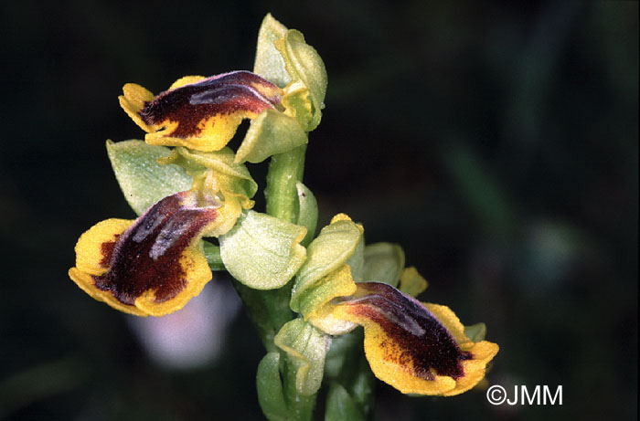 Ophrys lutea 